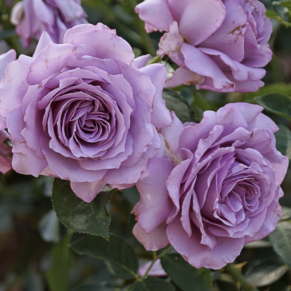 Лав Сонг в Махачкале