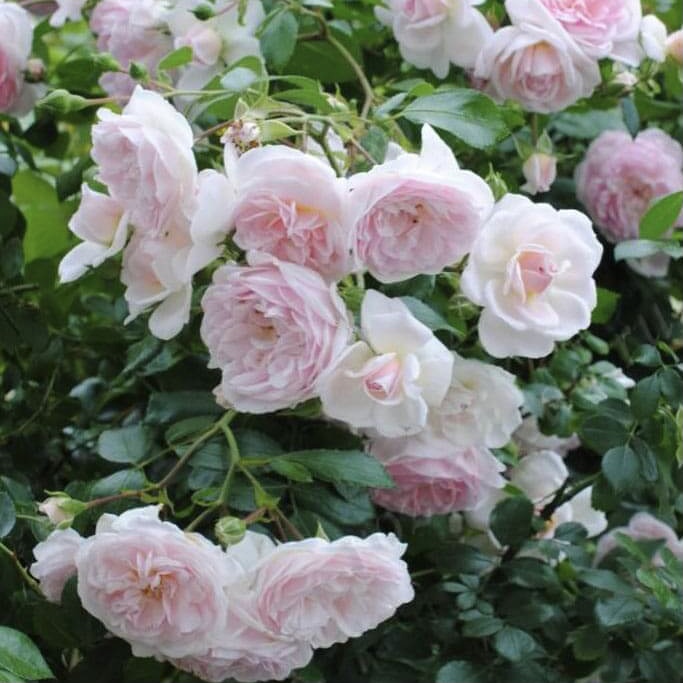 Лавли Мейян в Махачкале