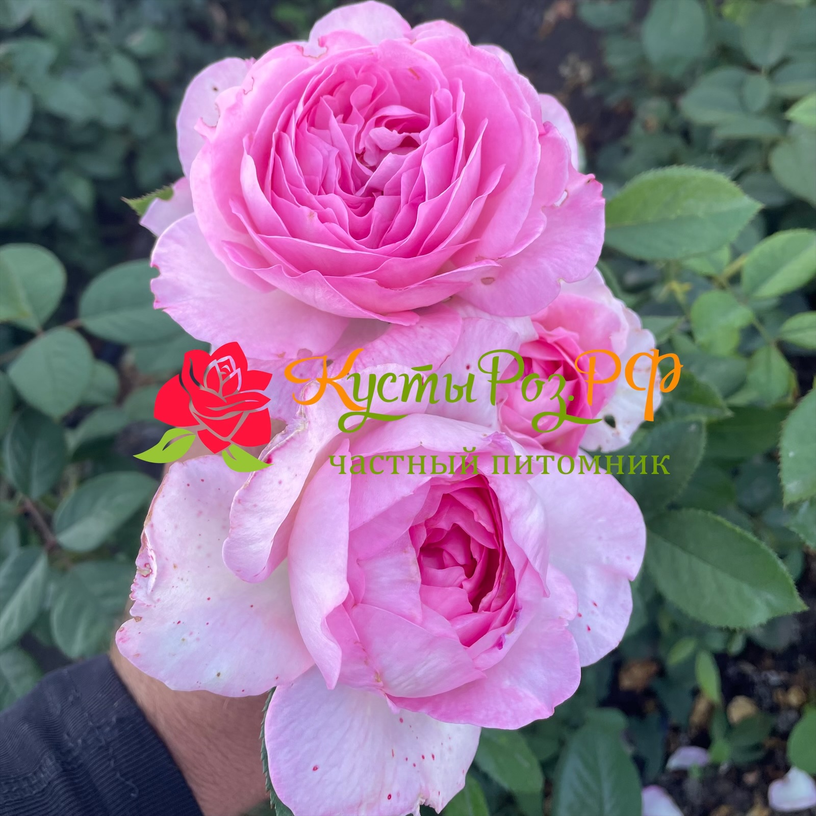 Мануэла Шультейс (Manuela Schultheis) в Махачкале