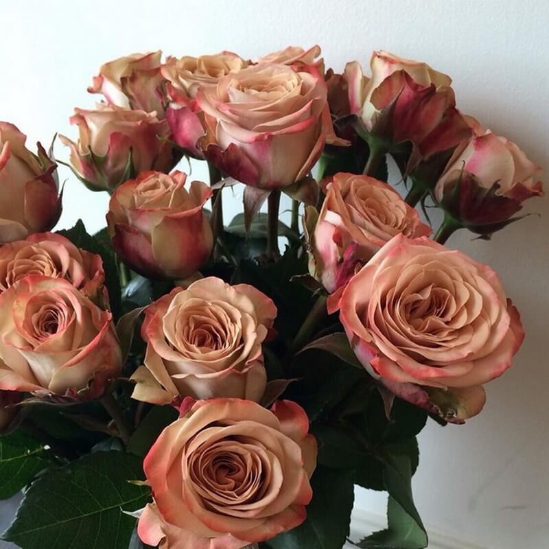 Капучино (Capucino) в Махачкале