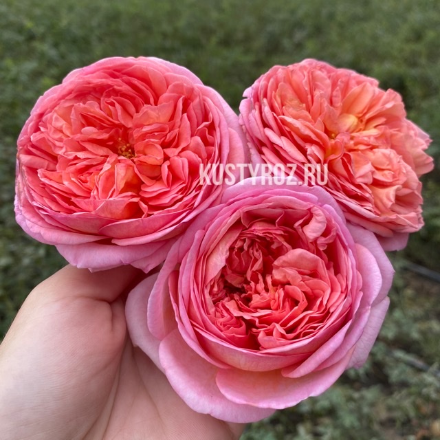 Абрахам дерби (Abraham Darby) в Махачкале