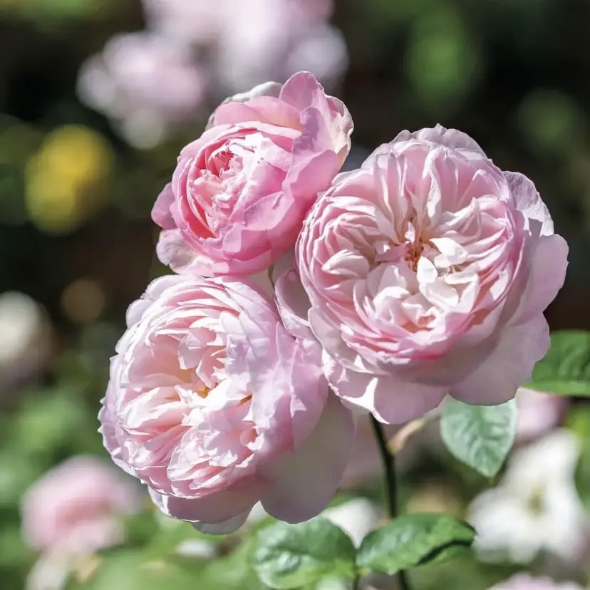 Джентл Гермион в Махачкале