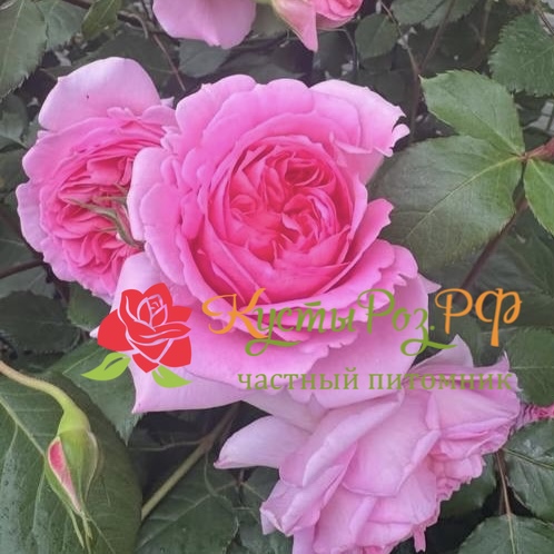 Хелен (Helen) в Махачкале