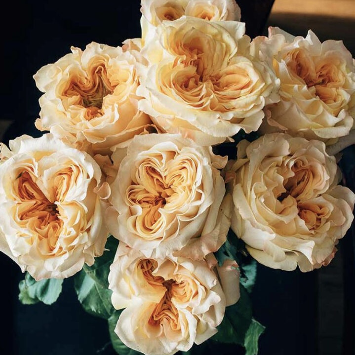 Веддинг Экспрешн  (Wedding X-Pression) в Махачкале