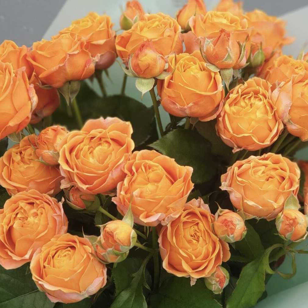 Коралл Бабблз  (Coral Bubbles) в Махачкале