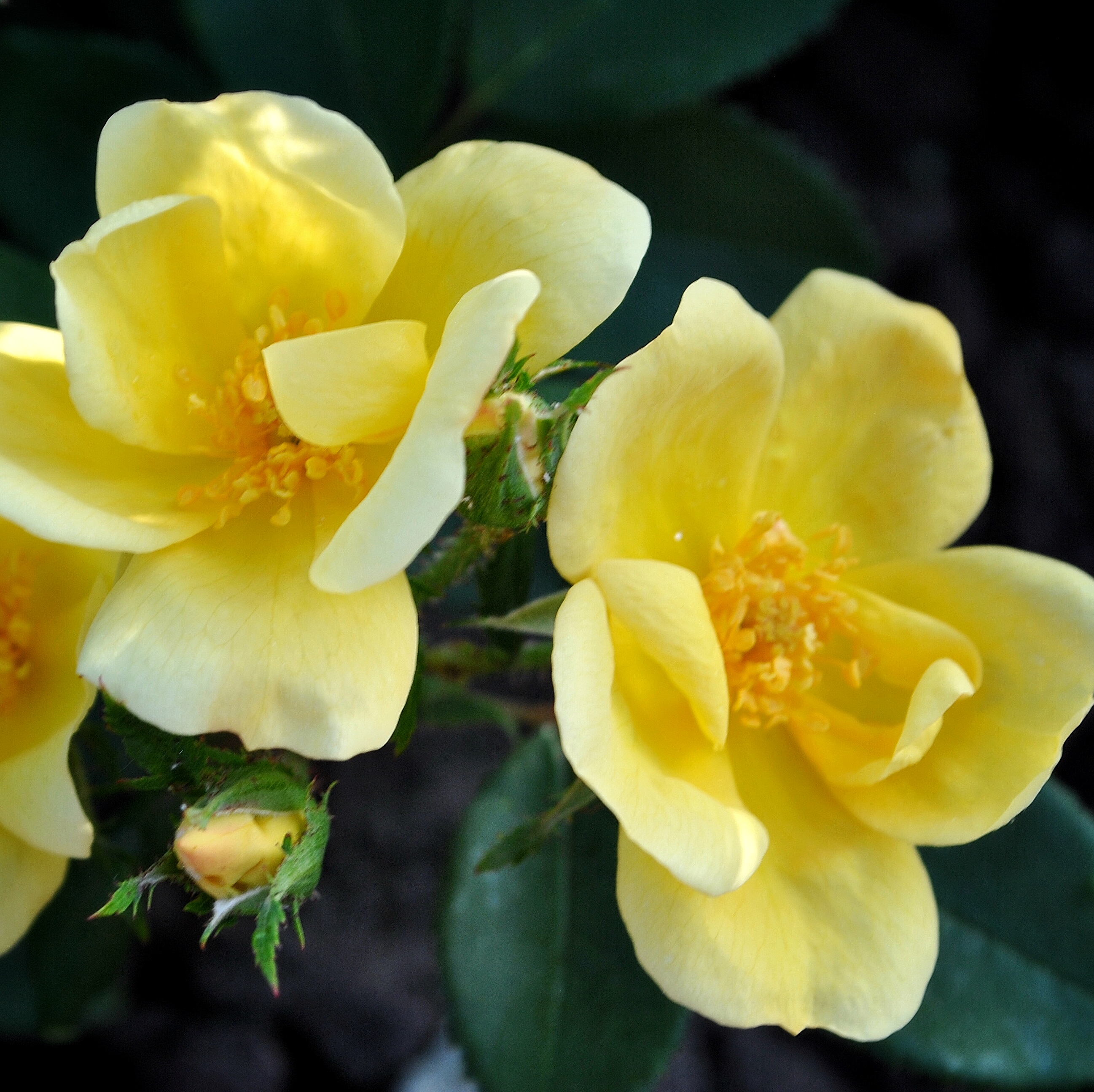 Санни Нок Аут (Sunny Knock Out) в Махачкале