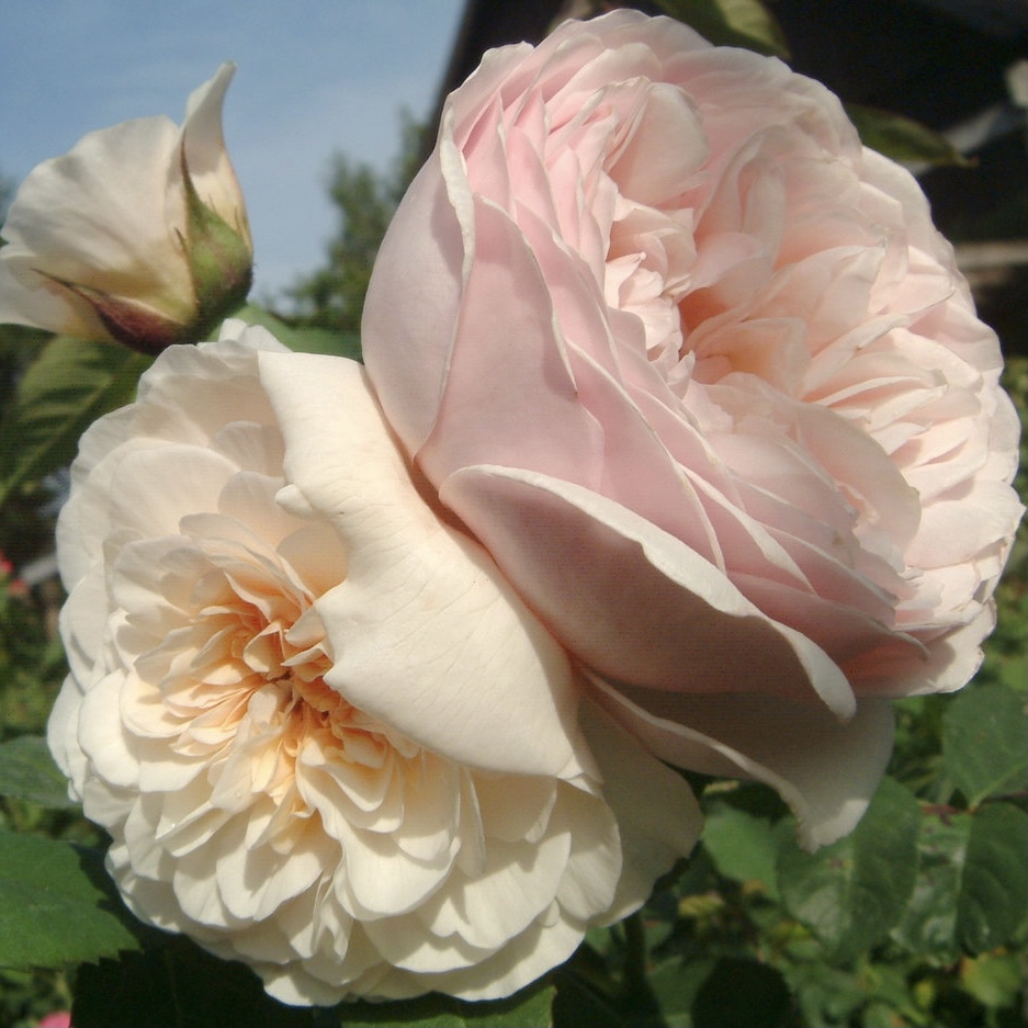 Свит Джульет в Махачкале