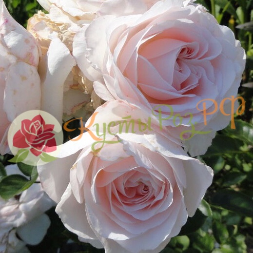 Мисс Диор (Miss Dior) в Махачкале