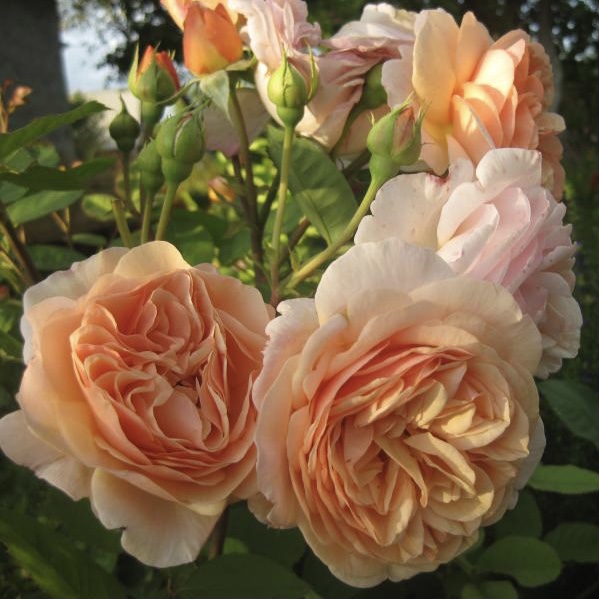 Леандр в Махачкале