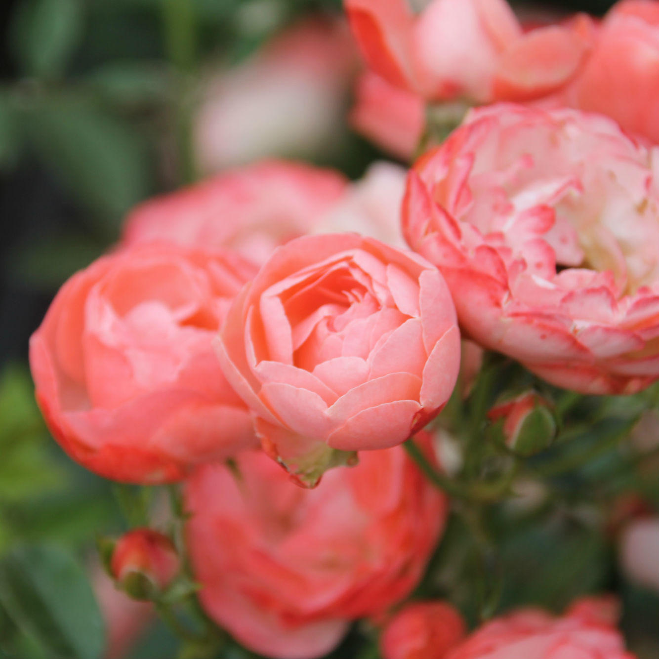 Морсдаг Оранж (Morsdag Orange ) в Махачкале