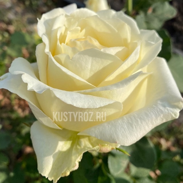 Мемори (Memoire ) в Махачкале