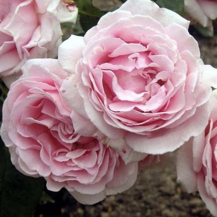 Фредерик Мистраль в Махачкале