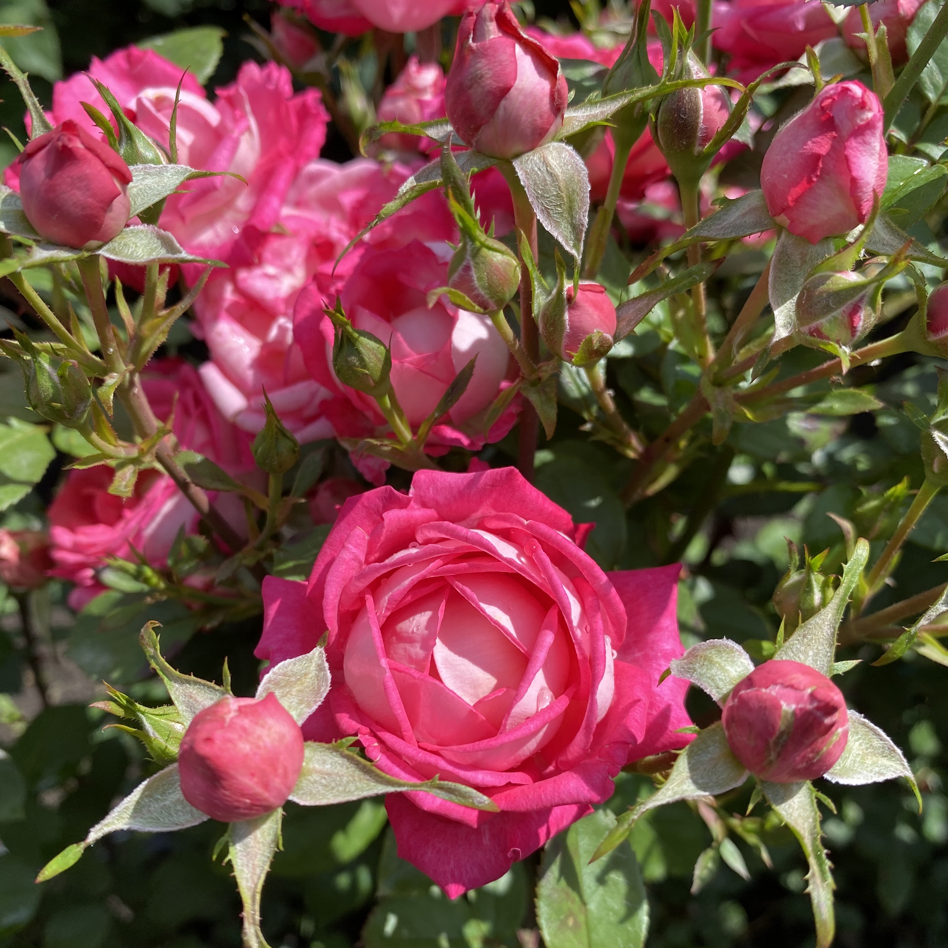 Конфетти (konfetti) в Махачкале