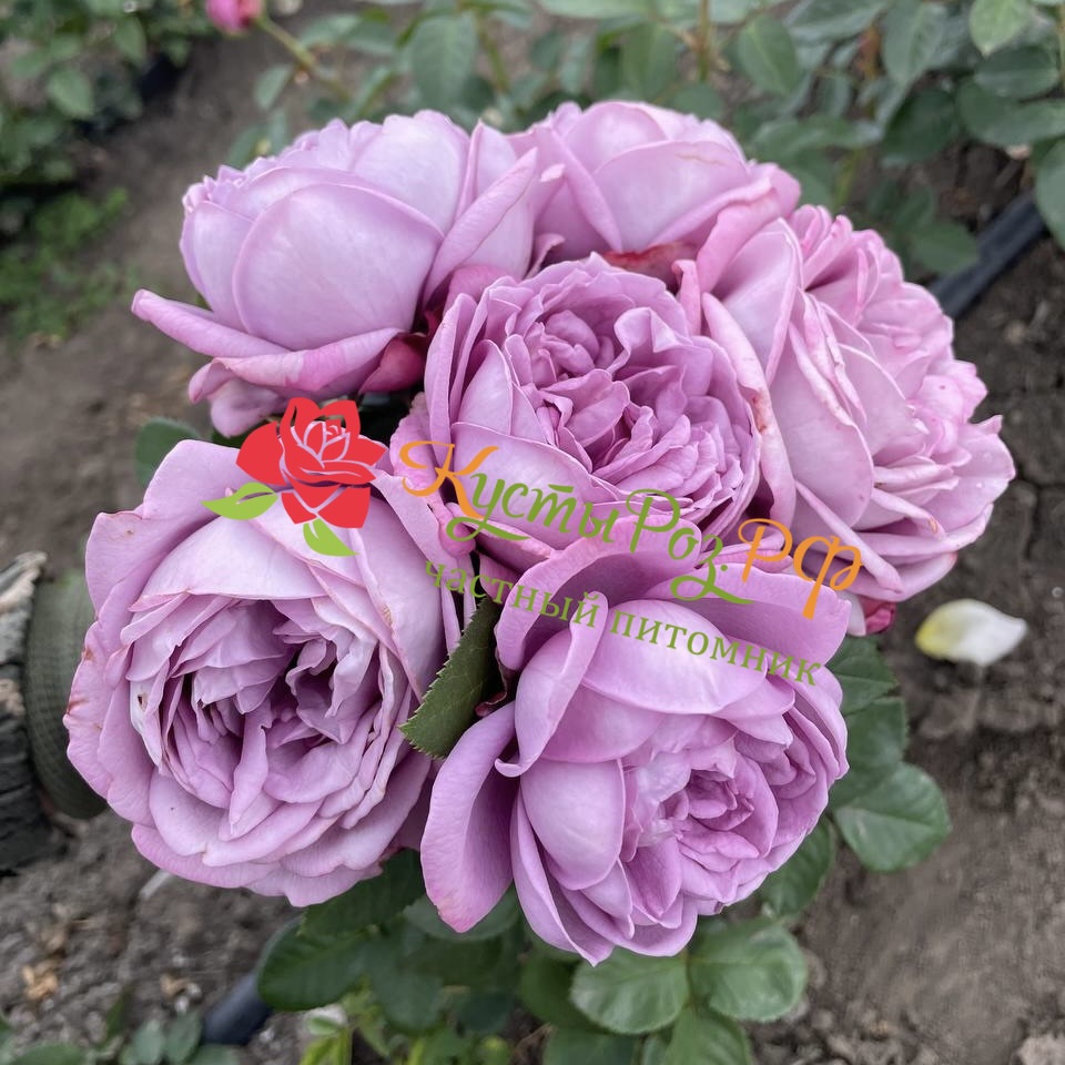 Кинда Блю (Kinda Blue) в Махачкале