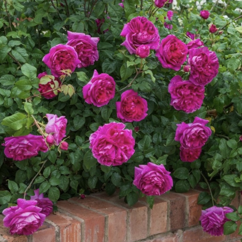 Янг Люсидас в Махачкале