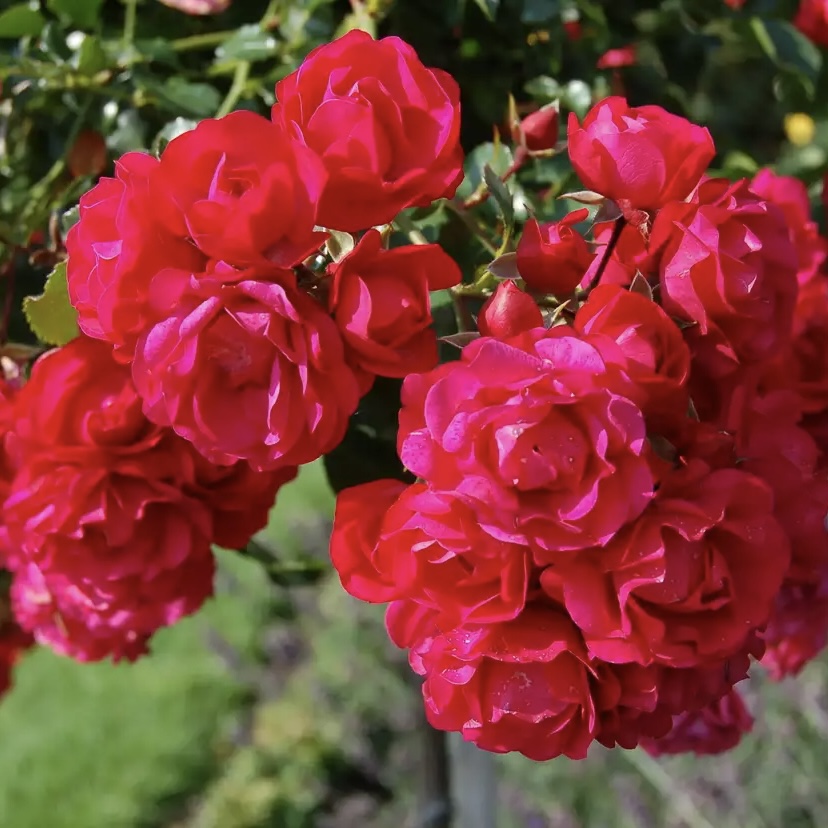 Тоскана в Махачкале