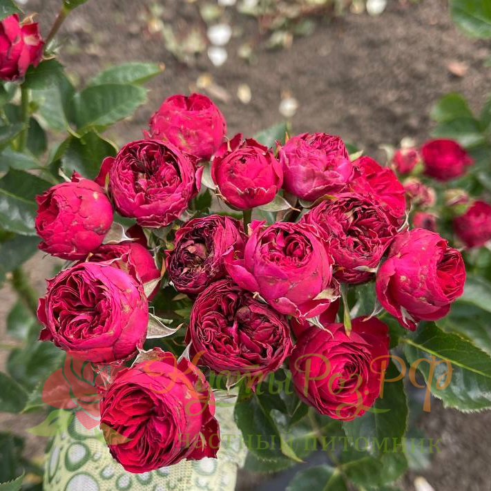 Марун (Maroon) в Махачкале