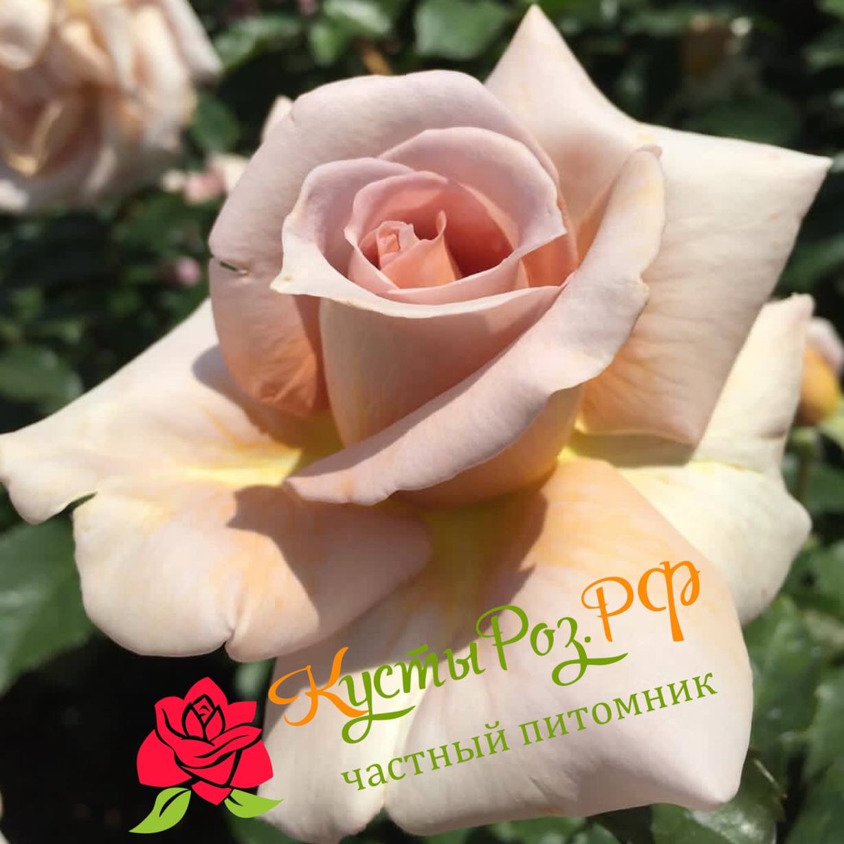 Спайсд Кофе (Spiced Coffee) в Махачкале