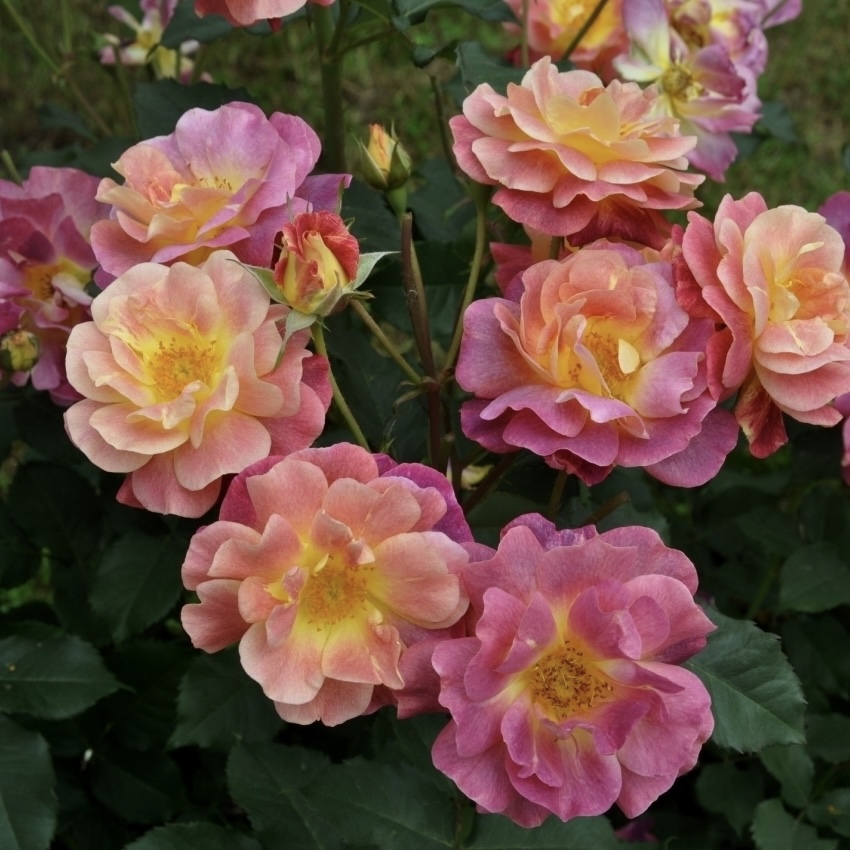 Приёр де Сан-Косме в Махачкале