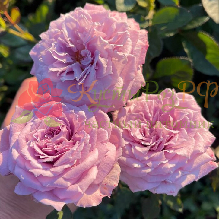 Лавендер Кристалл (Lavender Crystal) в Махачкале