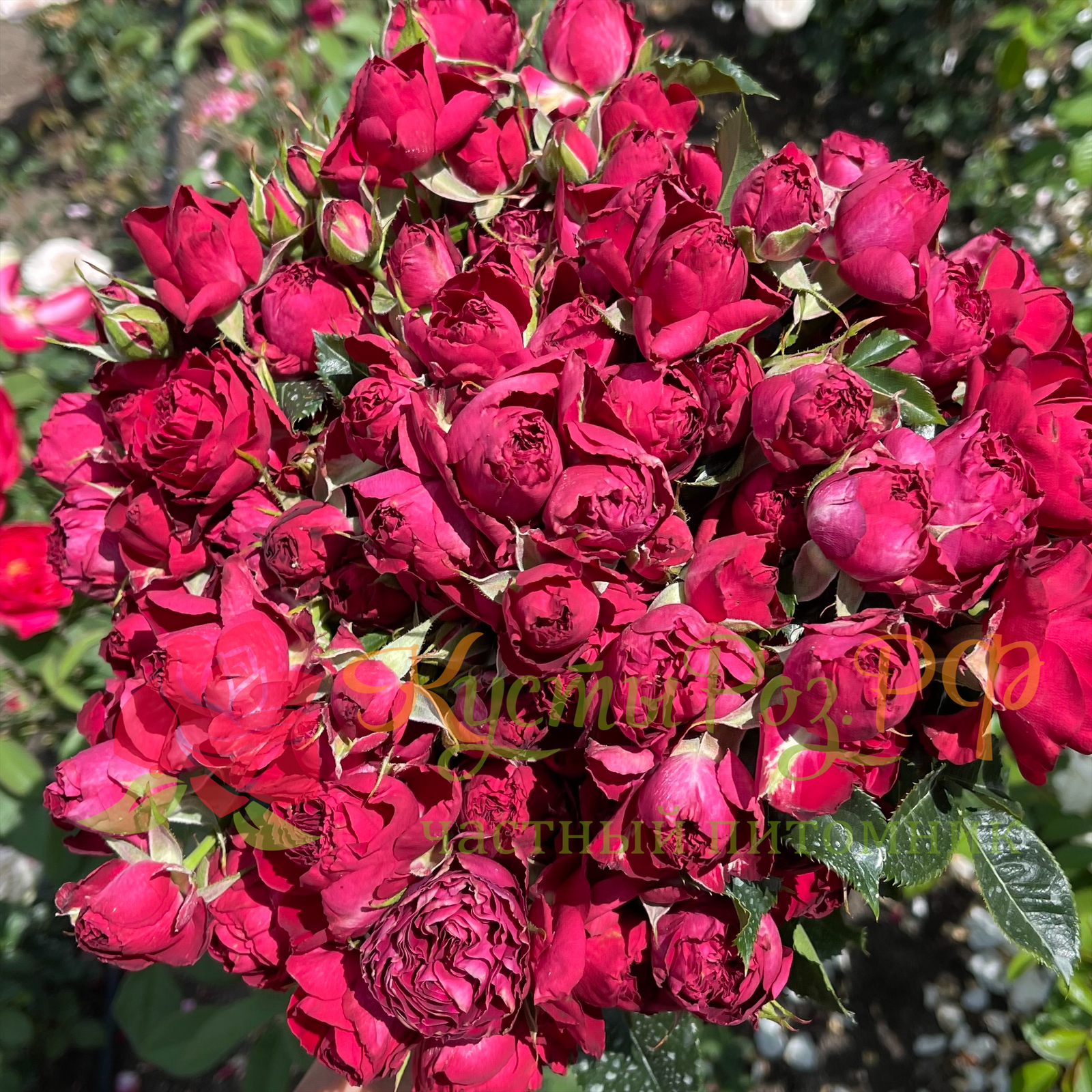 Ред Лейс (Red Lace) в Махачкале