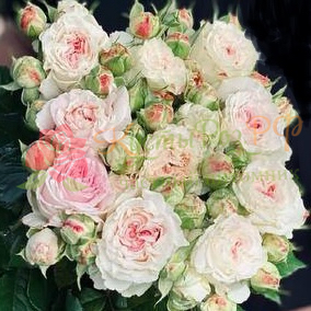 Дольче Саммерхаус (Dolce Summerhouse) в Махачкале