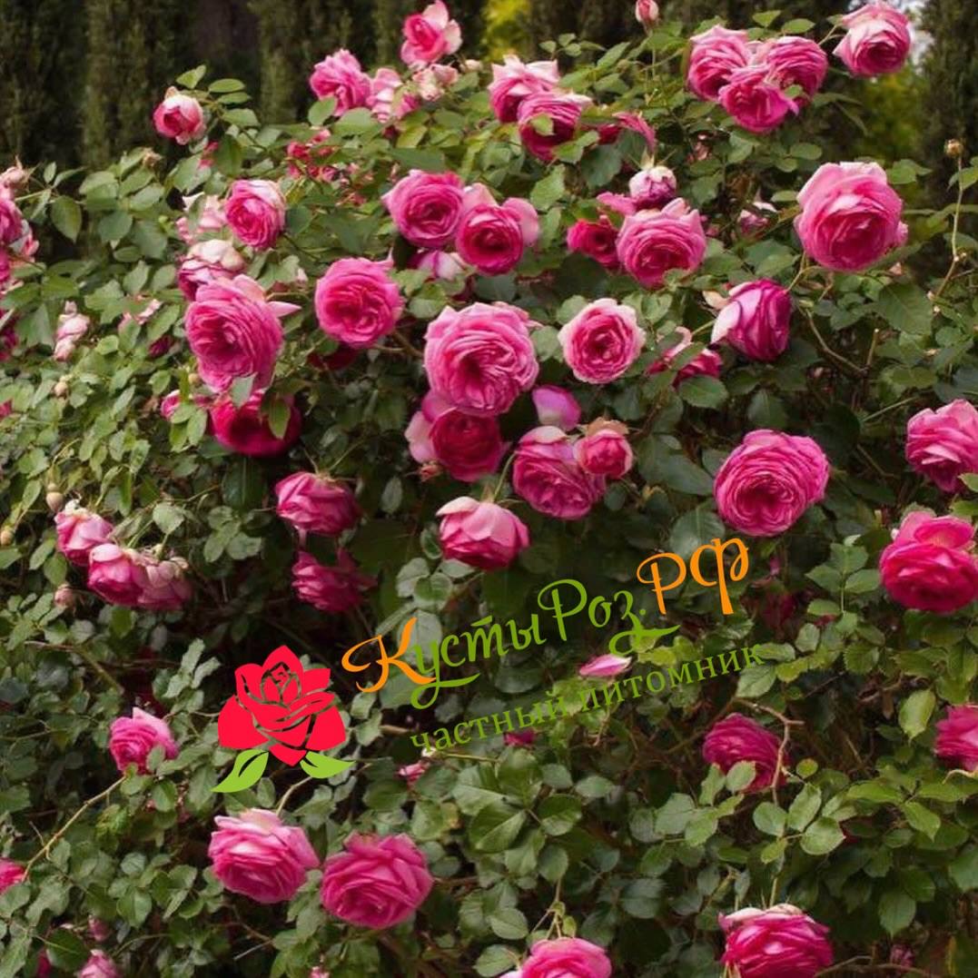 Цикламен Пьер де Ронсар (Cyclamen Pierre de Ronsard) в Махачкале