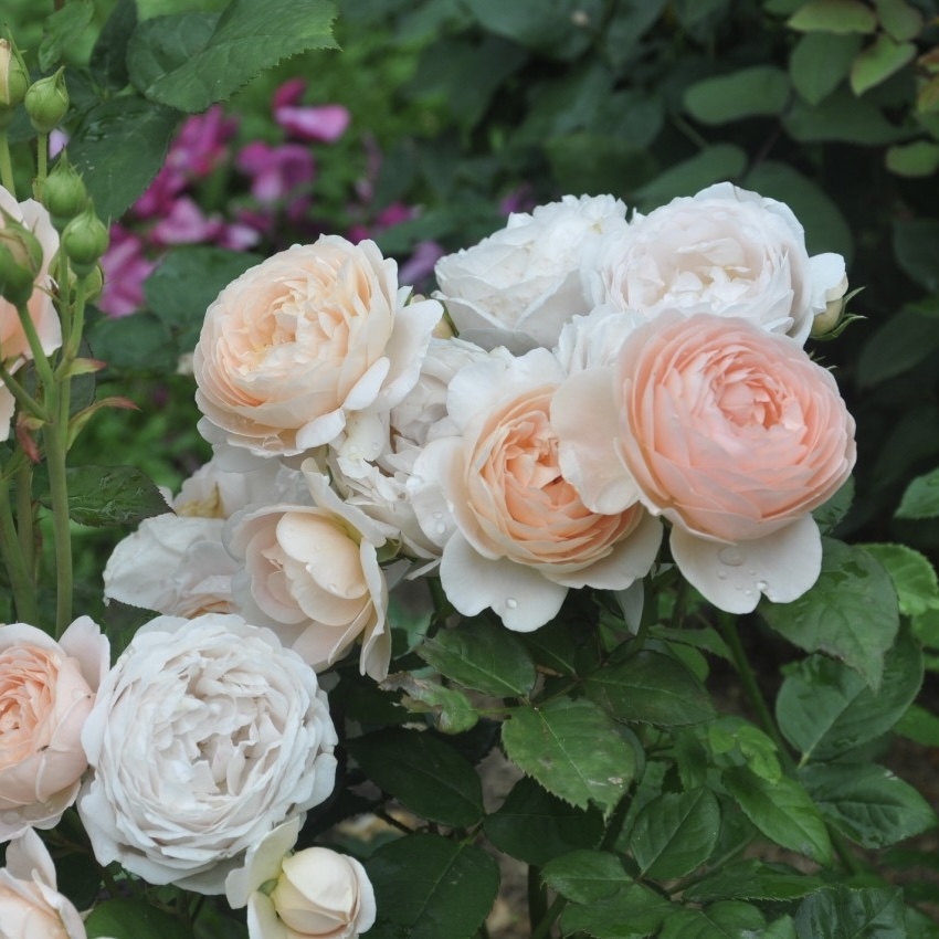 Эмбридж Роуз в Махачкале