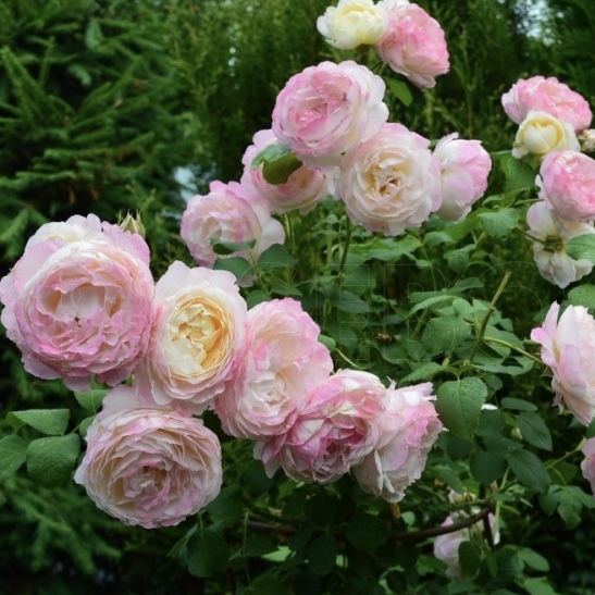 Андре Брише  (Andre Brichet ) в Махачкале