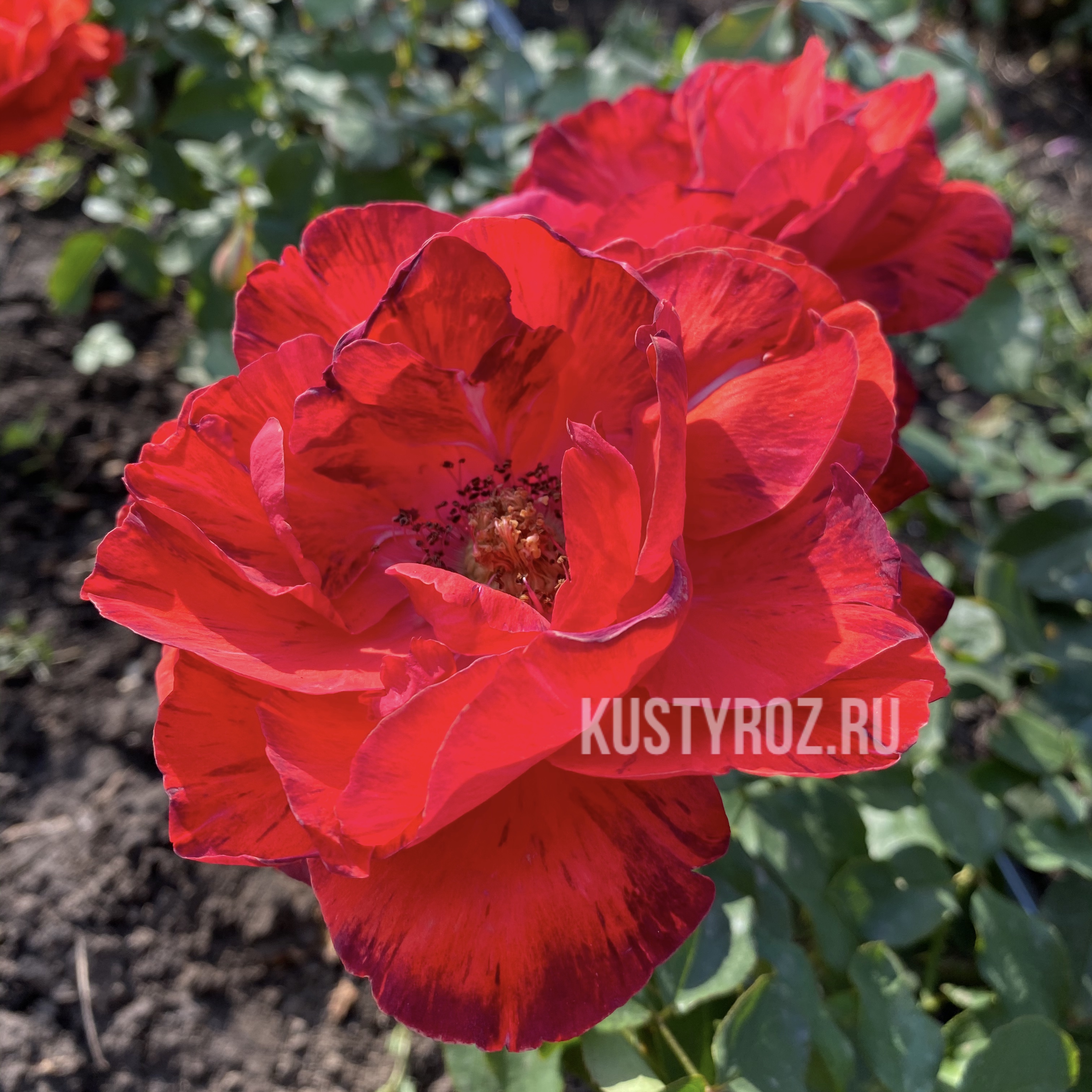 Артур Тосканини в Махачкале