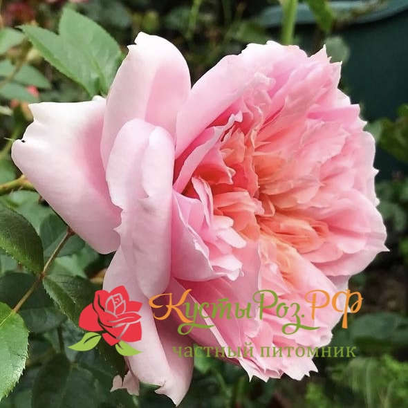 Шоне Мейд (Schone Maid) в Махачкале