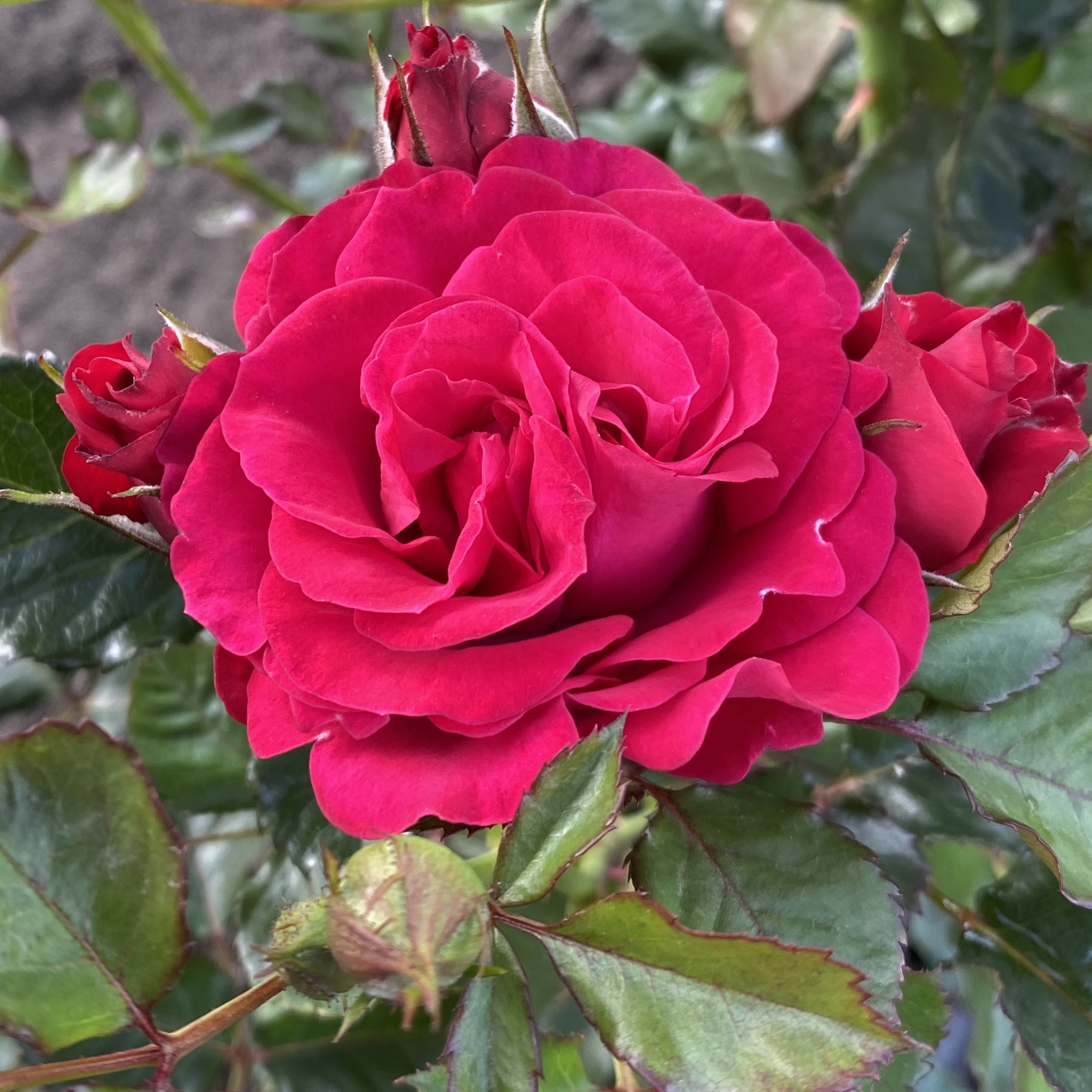 Перла де Альканада (Perla de Alcanada) в Махачкале