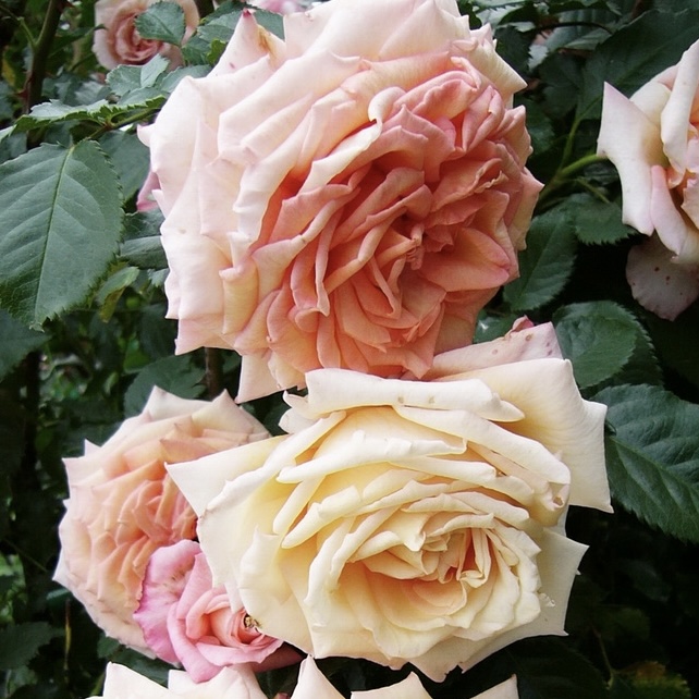 Барок в Махачкале