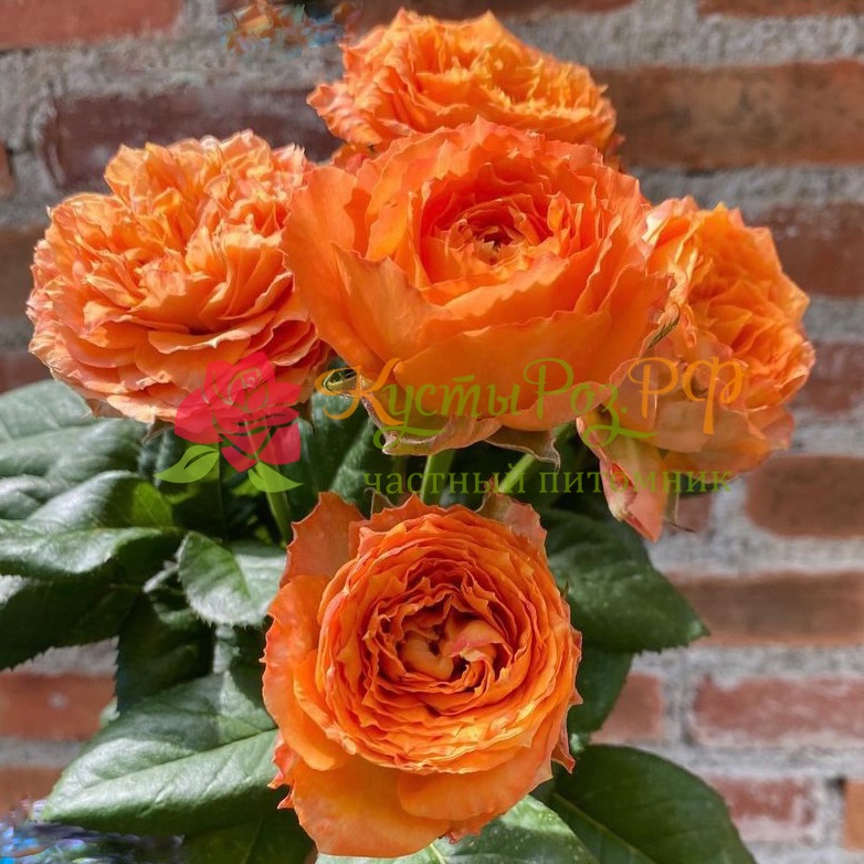 Оранж Романтика (Orange Romantica) в Махачкале