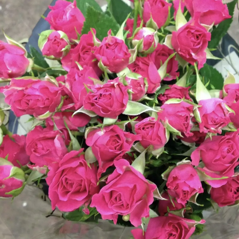 Лиана (Liana ) в Махачкале