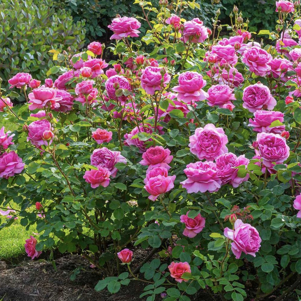 Принцесса Александра оф Кент в Махачкале