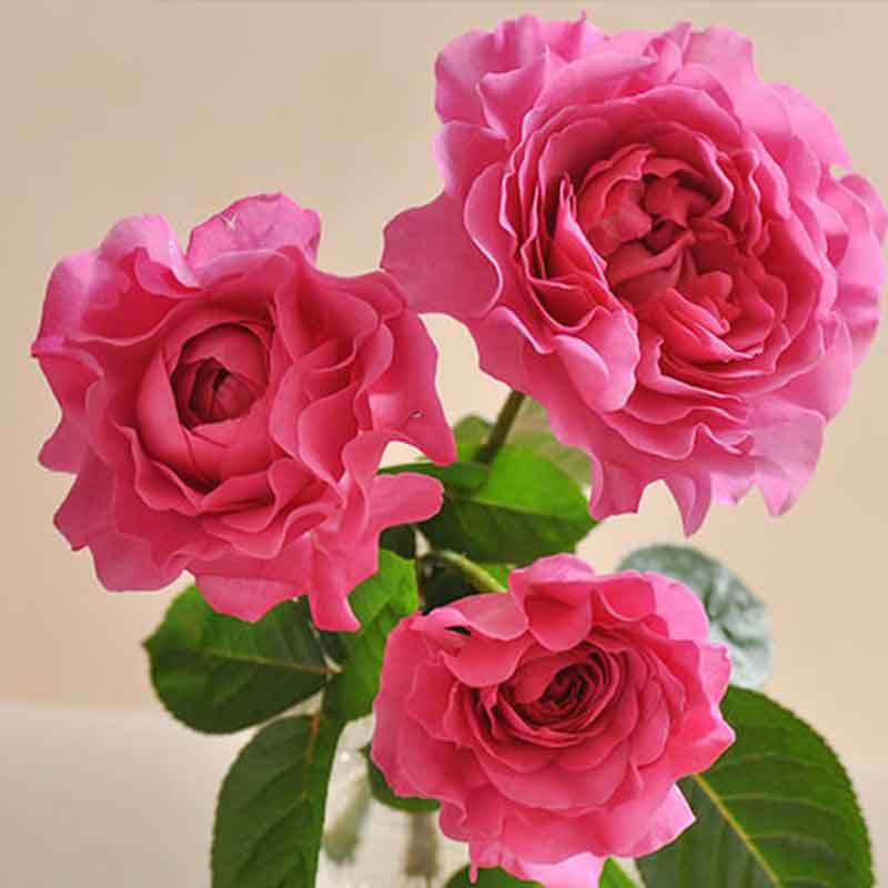 Тсукиёми в Махачкале