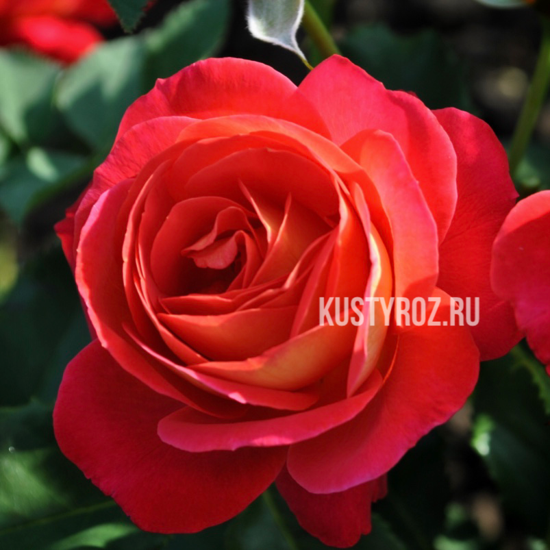 Мидсаммер ( Midsummer) в Махачкале