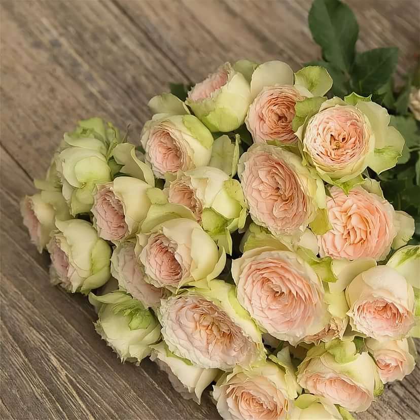 Павлова в Махачкале