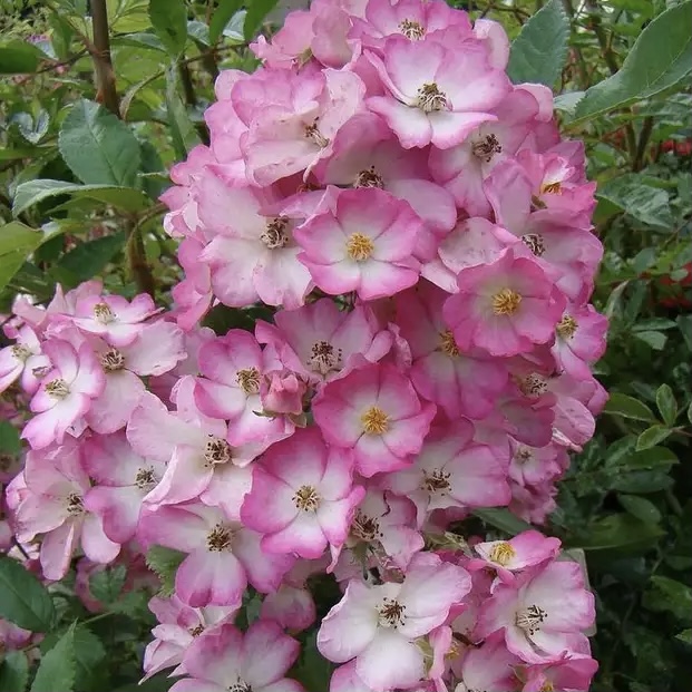 Пуччини в Махачкале