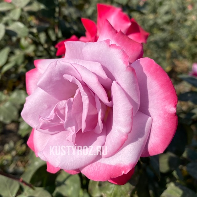 Парадайз (Paradise ) в Махачкале