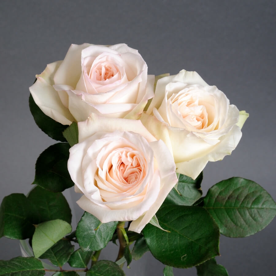 Вайт Охара (White O'Hara) в Махачкале