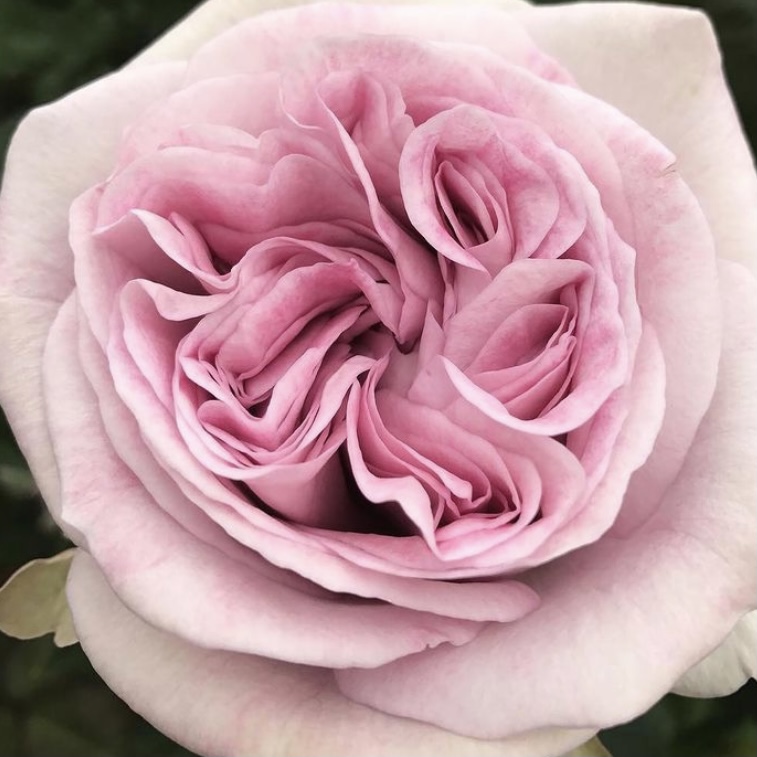 Пачули в Махачкале