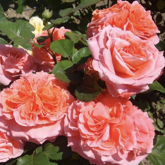 Нотр Дам дю Розер  (Notre Dame du Rosaire) в Махачкале