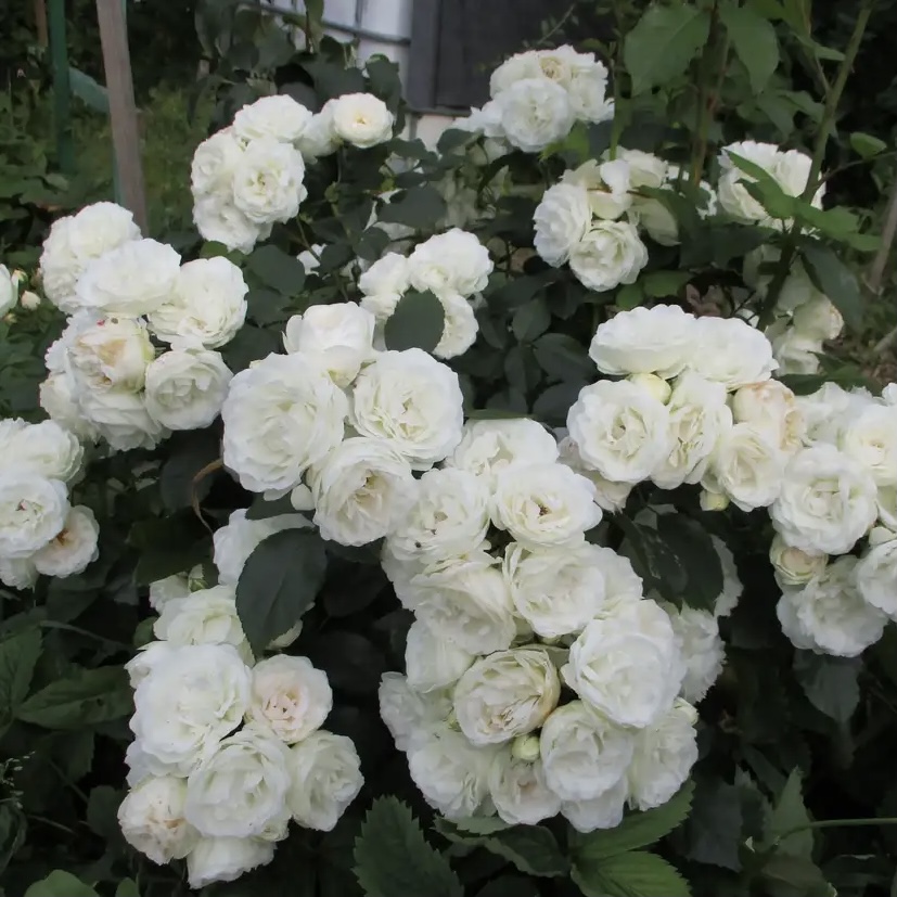 Нэж д’Этэ в Махачкале