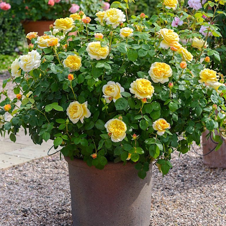 Чарльз Дарвин в Махачкале