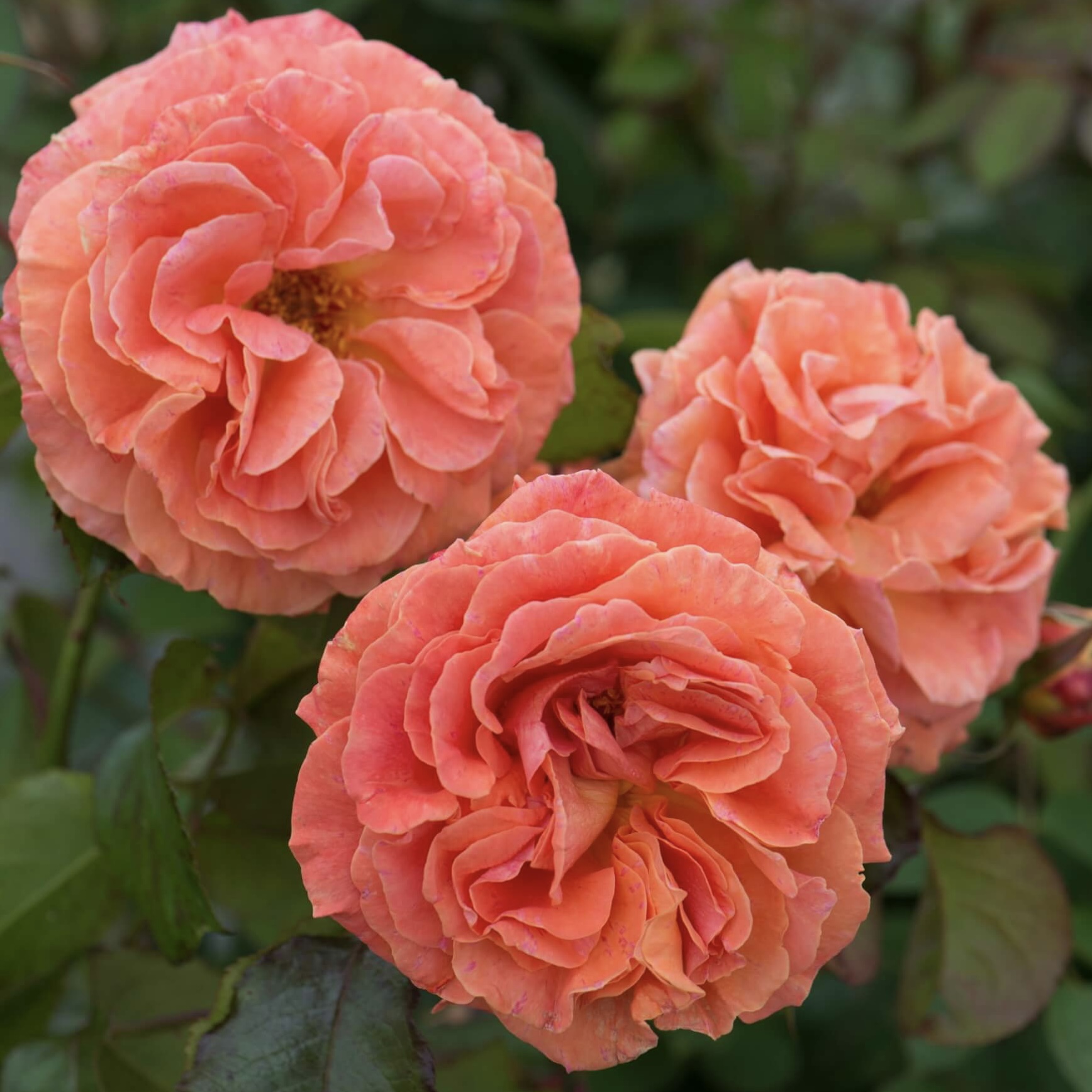 Таттон (Tatton) в Махачкале