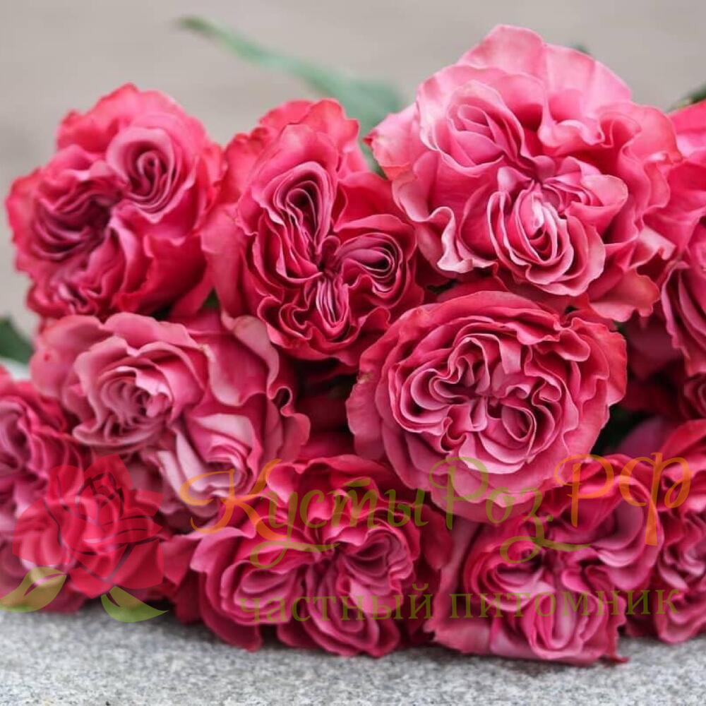 Кантри Блюз (Country Blues) в Махачкале