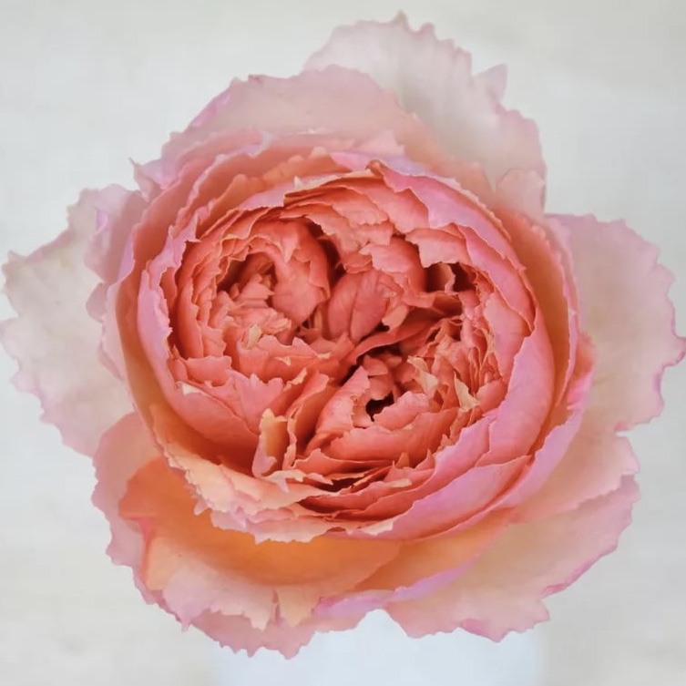 Салманасар в Махачкале