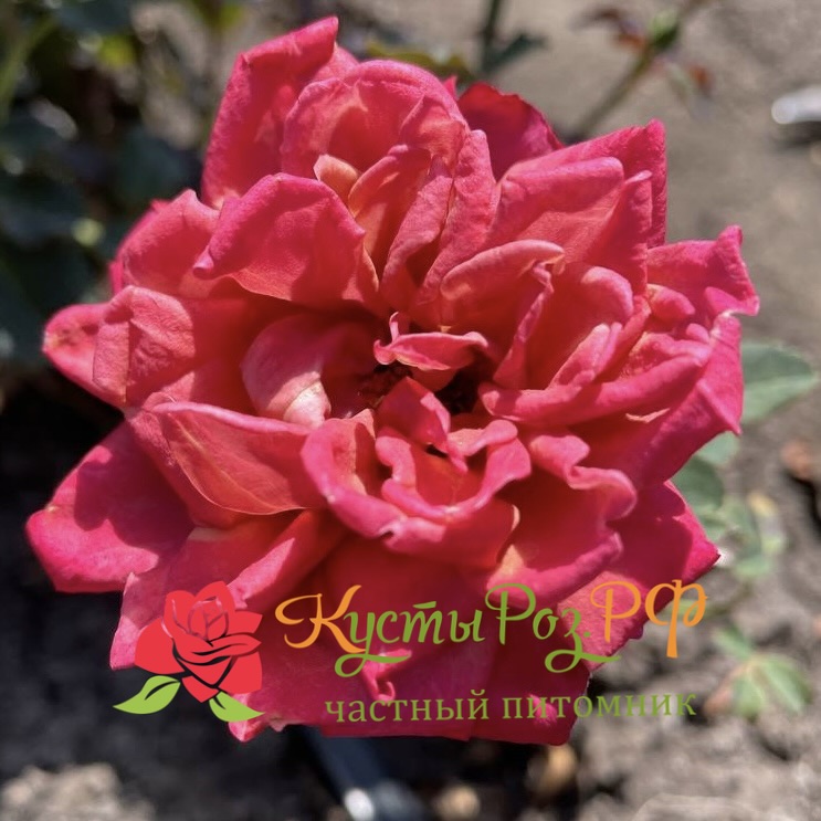 Ча-Ча (Cha-Cha) в Махачкале